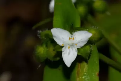 Tradescantia tenella Kunth