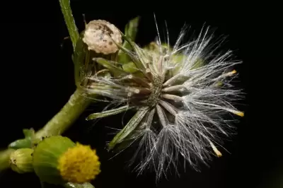 Senecio vulgaris L.