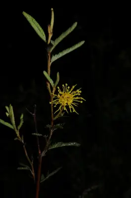 Mimosa berroi Burkart