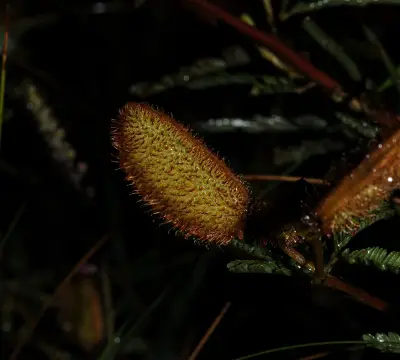 Mimosa berroi Burkart