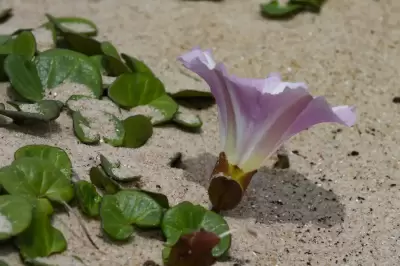 Convolvulus soldanella L.