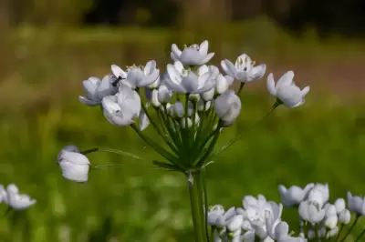 Allium neapolitanum Cirillo