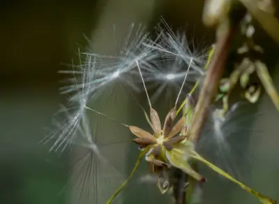 Lactuca saligna L.