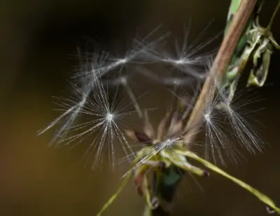 Lactuca saligna L.