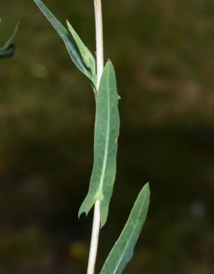 Lactuca saligna L.