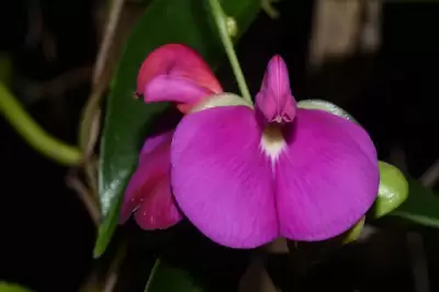 Canavalia bonariensis Lindl.
