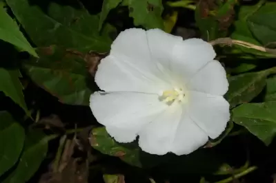 Aniseia argentina (N.E.Br.) O'Donell