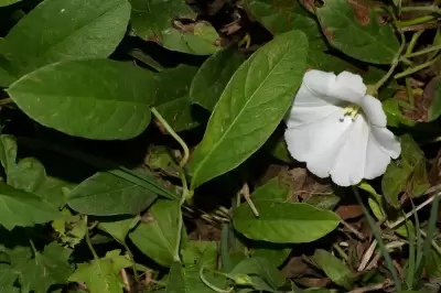 Aniseia argentina (N.E.Br.) O'Donell