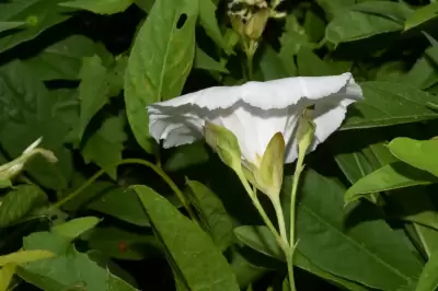 Aniseia argentina (N.E.Br.) O'Donell