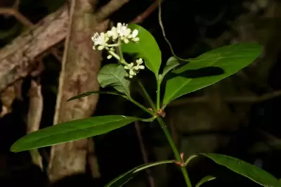 Psychotria carthagenensis Jacq.