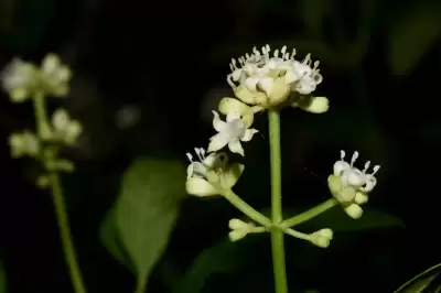Psychotria carthagenensis Jacq.