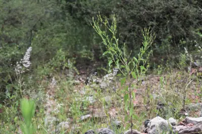 Porophyllum ruderale (Jacq.) Cass.