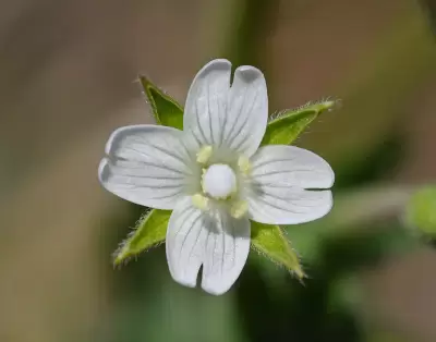 Epilobium hirtigerum A.Cunn.