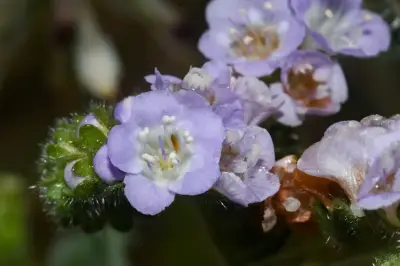 Phacelia artemisioides Griseb.