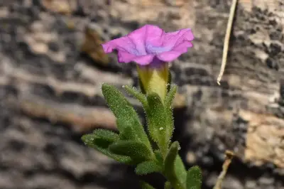 Calibrachoa parviflora (Juss.) D'Arcy