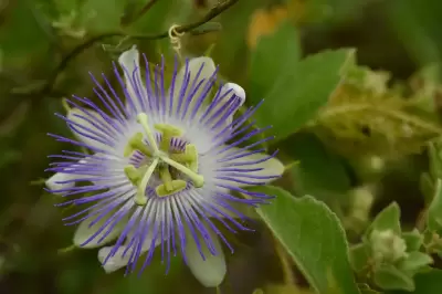 Passiflora chrysophylla Chodat