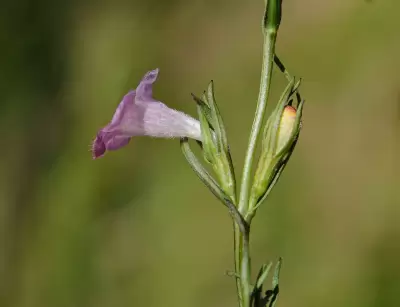 Agalinis communis (Cham. & Schltdl.) D'Arcy