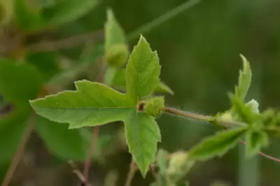 Passiflora chrysophylla Chodat