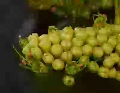Combretum fruticosum (Loefl.) Stuntz