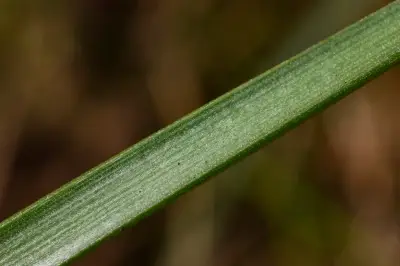 Nothoscordum bivalve (L.) Britton