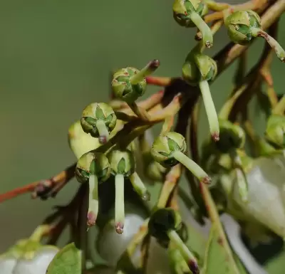 Agarista eucalyptoides (Cham. & Schltdl.) G.Don