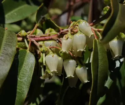 Agarista eucalyptoides (Cham. & Schltdl.) G.Don