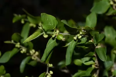 Celtis pallida var. pallida