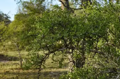 Celtis pallida var. pallida