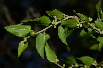 Celtis pallida var. pallida