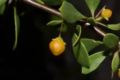 Lycium boerhaviifolium L.f.