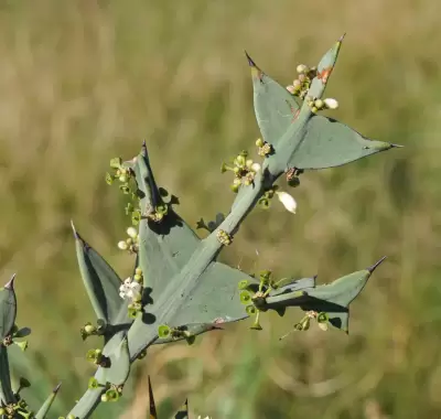 Colletia paradoxa (Spreng.) Escal.