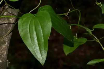 Dioscorea campestris Griseb.