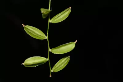 Dioscorea campestris Griseb.