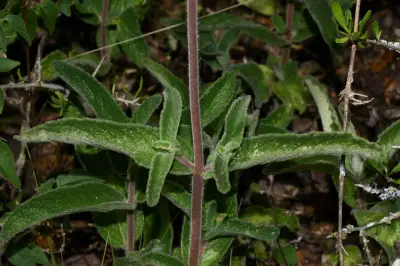 Sinningia tubiflora (Hook.) Fritsch