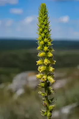 Sinningia lutea Buzatto & R.B.Singer