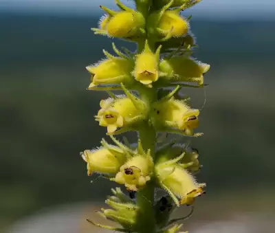 Sinningia lutea Buzatto & R.B.Singer