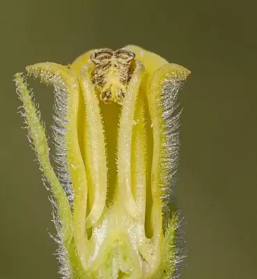 Sinningia lutea Buzatto & R.B.Singer