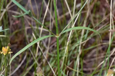 Pfaffia glomerata (Spreng.) Pedersen