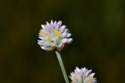 Pfaffia glomerata (Spreng.) Pedersen