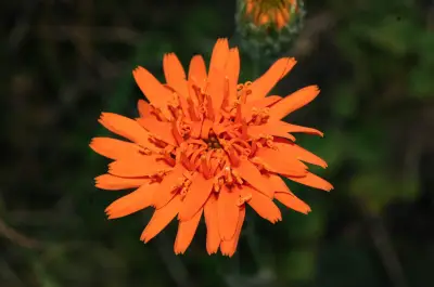 Criscia stricta (Spreng.) Katinas
