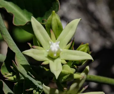 Araujia odorata (Hook. & Arn.) Fontella & Goyder