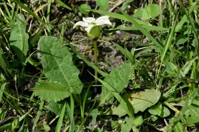Jaborosa runcinata Lam.