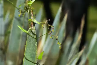Dioscorea microbotrya Griseb.