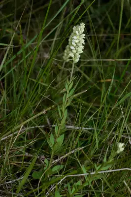 Senega adenophylla (A.St.-Hil. & Moq.) J.F.B.Pastore