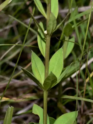 Senega adenophylla (A.St.-Hil. & Moq.) J.F.B.Pastore