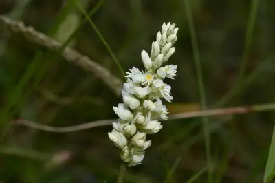Senega adenophylla (A.St.-Hil. & Moq.) J.F.B.Pastore