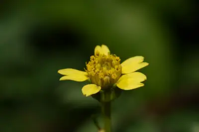 Bidens subalternans DC.