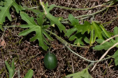 Apodanthera linearis (Cogn.) Mart.Crov.