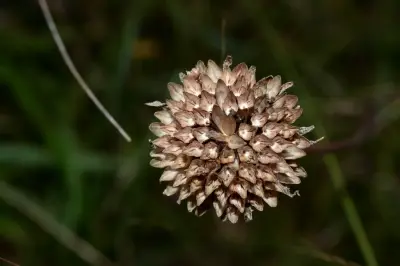 Aldama tuberosa (Griseb.) E.E.Schil. & Panero
