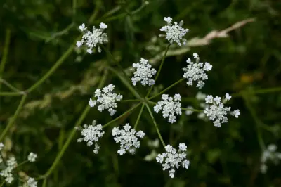 Torilis arvensis (Huds.) Link